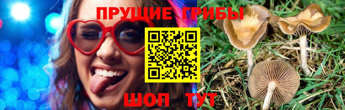 Сокол  Псилоцибиновые грибы Cubensis  Вход с VPN 